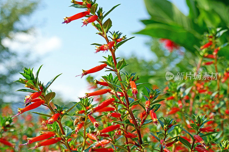 雪茄花- Cuphea ignea